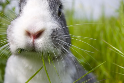 Ce ramuri pot fi date iepurilor si cum se recolteaza in mod corespunzator