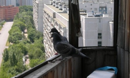 Cum sa scapi de porumbei de pe balcon pentru a lupta