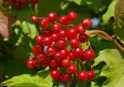 Cum să scapi de toxine, lumea femeilor