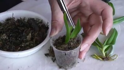Cum să transplantați o orhidee la domiciliu atunci când este cel mai bine să efectuați procedura, în timpul înfloririi sau