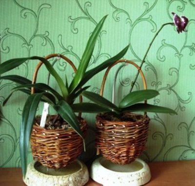 Hogyan átültetni az orchidea otthon, amikor jobb, ha végre az eljárást abban az időben a virágzás vagy