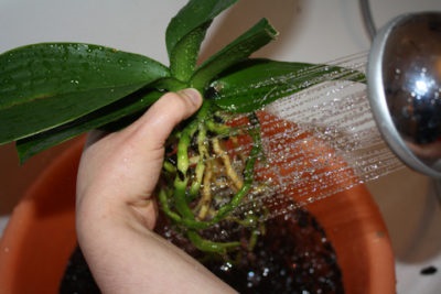 Cum să transplantați o orhidee la domiciliu atunci când este cel mai bine să efectuați procedura, în timpul înfloririi sau