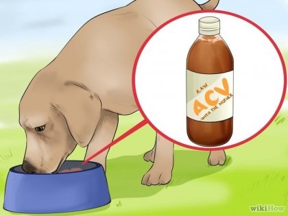 Cum se utilizează oțet de cidru de mere pentru câini
