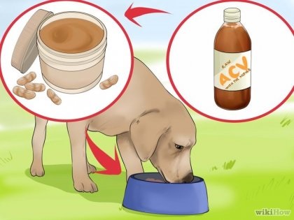 Cum se utilizează oțet de cidru de mere pentru câini