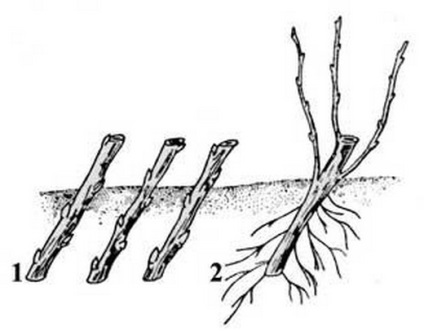 Hogyan növény ribizli a tavasz, a jobb növekvő dugványok ribizli