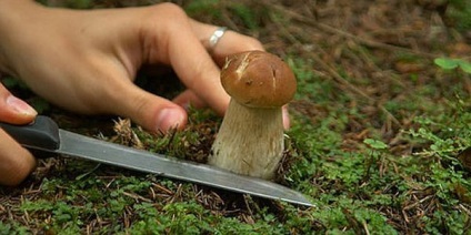 Cum să recoltați ciupercile în mod corespunzător, răsuciți și tăiați