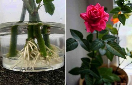 Cum să propagați un trandafir de la un tufiș acasă