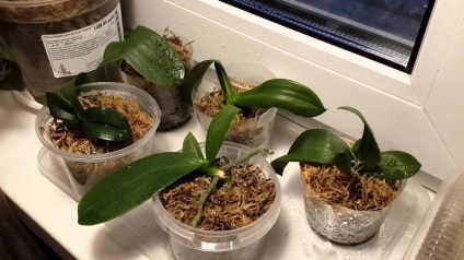 Как да се съживи орхидеята да спаси без корени, ако изгнили във водата, Phalaenopsis у дома