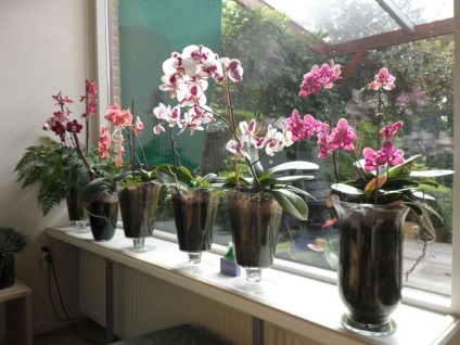Cum să reanimați o orhidee cum să salvați fără rădăcini, dacă este putred în apă, phalaenopsis în casă