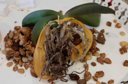 Как да се съживи орхидеята да спаси без корени, ако изгнили във водата, Phalaenopsis у дома