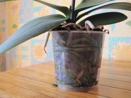 Hogyan újraéleszteni az orchidea menteni gyökér nélkül, ha elkorhadt a vízben, Phalaenopsis otthon