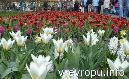 Hogyan juthat el magát a parkban tulipán koykenhof