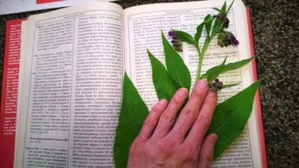 Hogyan készítsünk egy herbáriumi kezüket az iskolában, fotó, videó