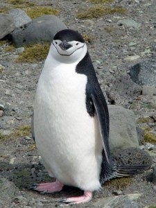 Cum sa faci un pinguin din margele, totul este simplu