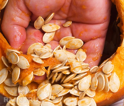 Cum să colectați și să depozitați semințe pentru a obține o recoltă bună