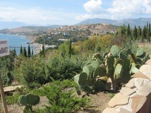 Cacti în vara pe stradă - lumea de cactusi