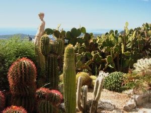 Cacti în vara pe stradă - lumea de cactusi