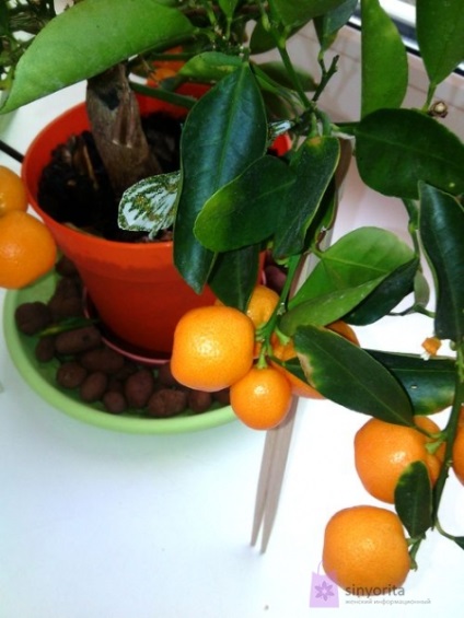 Cum să ai grijă de un copac de mandarine acasă