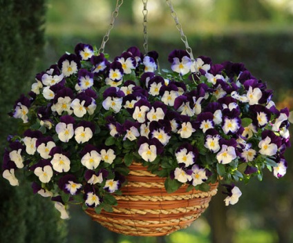 Cum să crească răsaduri de ampelia viola - flori