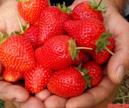 Cum să crești căpșuni din răsaduri - frego