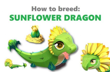 Hogyan hozhat egy sárkányt egy napraforgó egy játék a dragonomania
