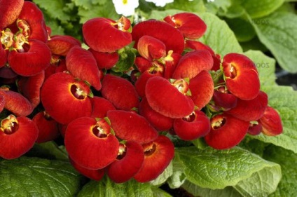 Calceolaria - flori-pantofi