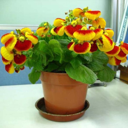 Calceolaria - flori-pantofi