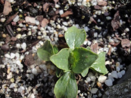 Calceolaria - flori-pantofi