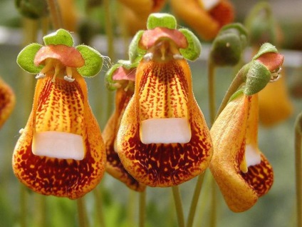 Calceolaria - flori-pantofi