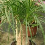 Calceolaria (