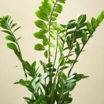 Calceolaria (
