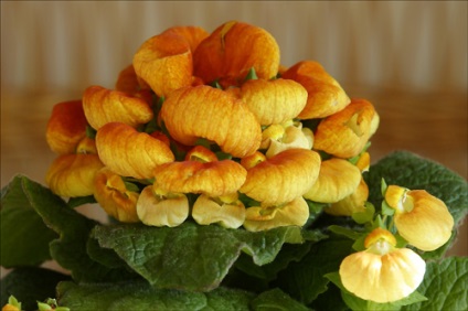 Papucsvirág ( „virág-cipő”), mint a magvak, és a különböző ellátási formák