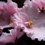 Papucsvirág ( „virág-cipő”), mint a magvak, és a különböző ellátási formák