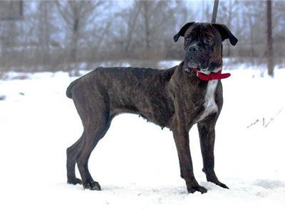 Cane Corso jó kezekben, hogy el, a támogatás Cane Corso