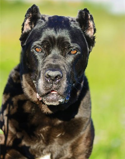 Cane Corso jó kezekben, hogy el, a támogatás Cane Corso