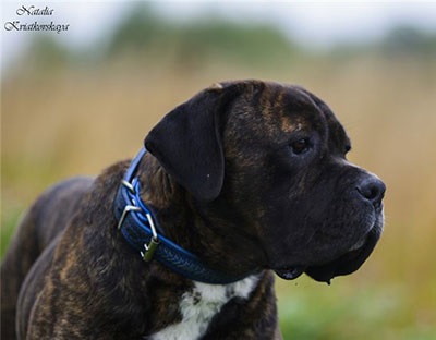 Cane Corso jó kezekben, hogy el, a támogatás Cane Corso