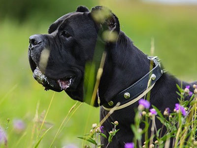 Cane Corso în mâinile bune, voi da pentru nimic, ajuta trestie corso