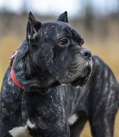 Cane Corso jó kezekben, hogy el, a támogatás Cane Corso