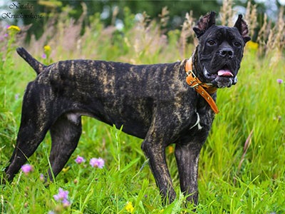 Cane Corso jó kezekben, hogy el, a támogatás Cane Corso