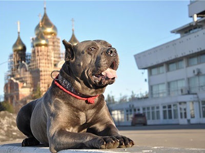 Cane Corso jó kezekben, hogy el, a támogatás Cane Corso