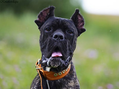 Cane Corso jó kezekben, hogy el, a támogatás Cane Corso