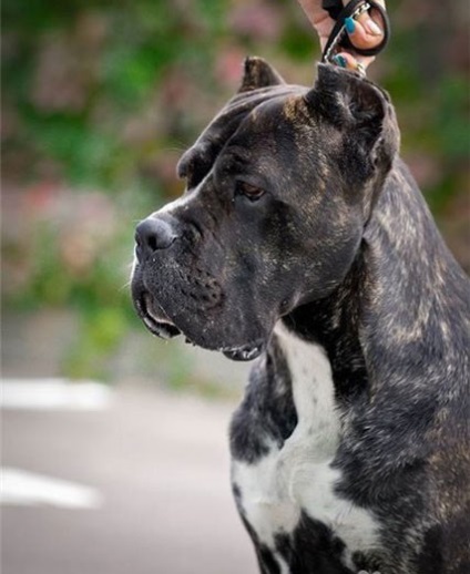 Cane Corso jó kezekben, hogy el, a támogatás Cane Corso