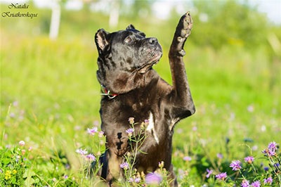 Cane Corso în mâinile bune, voi da pentru nimic, ajuta trestie corso