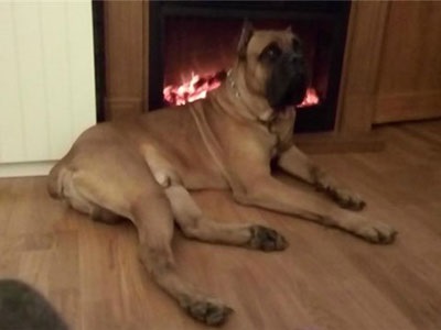 Cane Corso jó kezekben, hogy el, a támogatás Cane Corso (Cane Corso Italiano) Cane Corso jó kezekben, hogy el, a támogatás Cane Corso