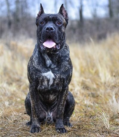 Cane Corso în mâinile bune, voi da pentru nimic, ajuta trestie corso