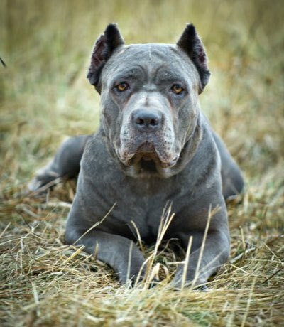 Cane Corso jó kezekben, hogy el, a támogatás Cane Corso