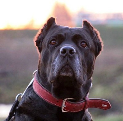 Cane Corso jó kezekben, hogy el, a támogatás Cane Corso