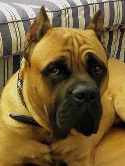 Cane Corso în mâinile bune, voi da pentru nimic, ajuta trestie corso