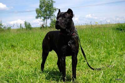 Cane Corso jó kezekben, hogy el, a támogatás Cane Corso