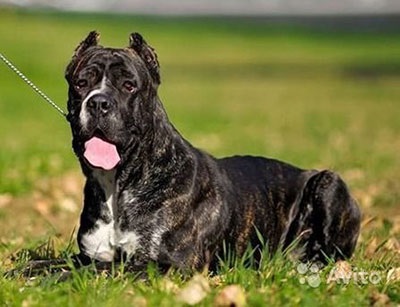 Cane Corso jó kezekben, hogy el, a támogatás Cane Corso (Cane Corso Italiano) Cane Corso jó kezekben, hogy el, a támogatás Cane Corso